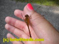 /home//u458753944/public_html/sourcegallery////////////Insects and small critters/dragonflies and damselflies/DSCN1221.JPG